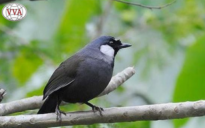 HÌnh 3: Chim Khướu 